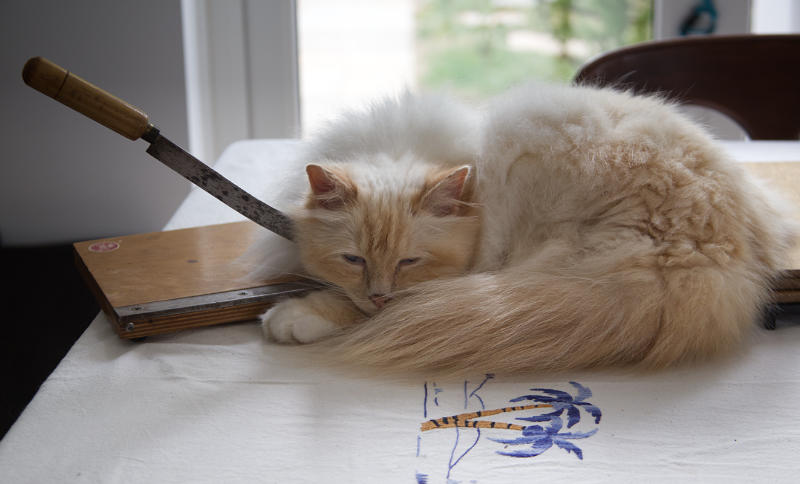 Banjo the Cat
