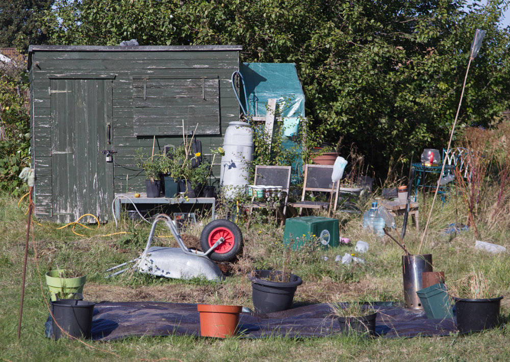 Allotment shed with a wheelbarrow in front