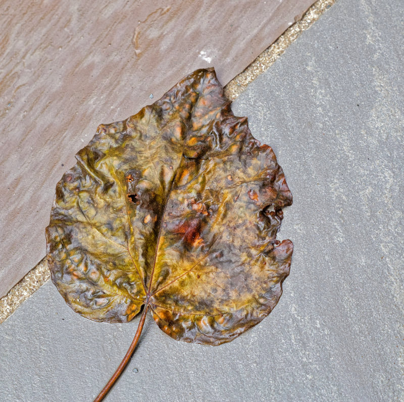 A wet leaf with yellow, red and brown patches